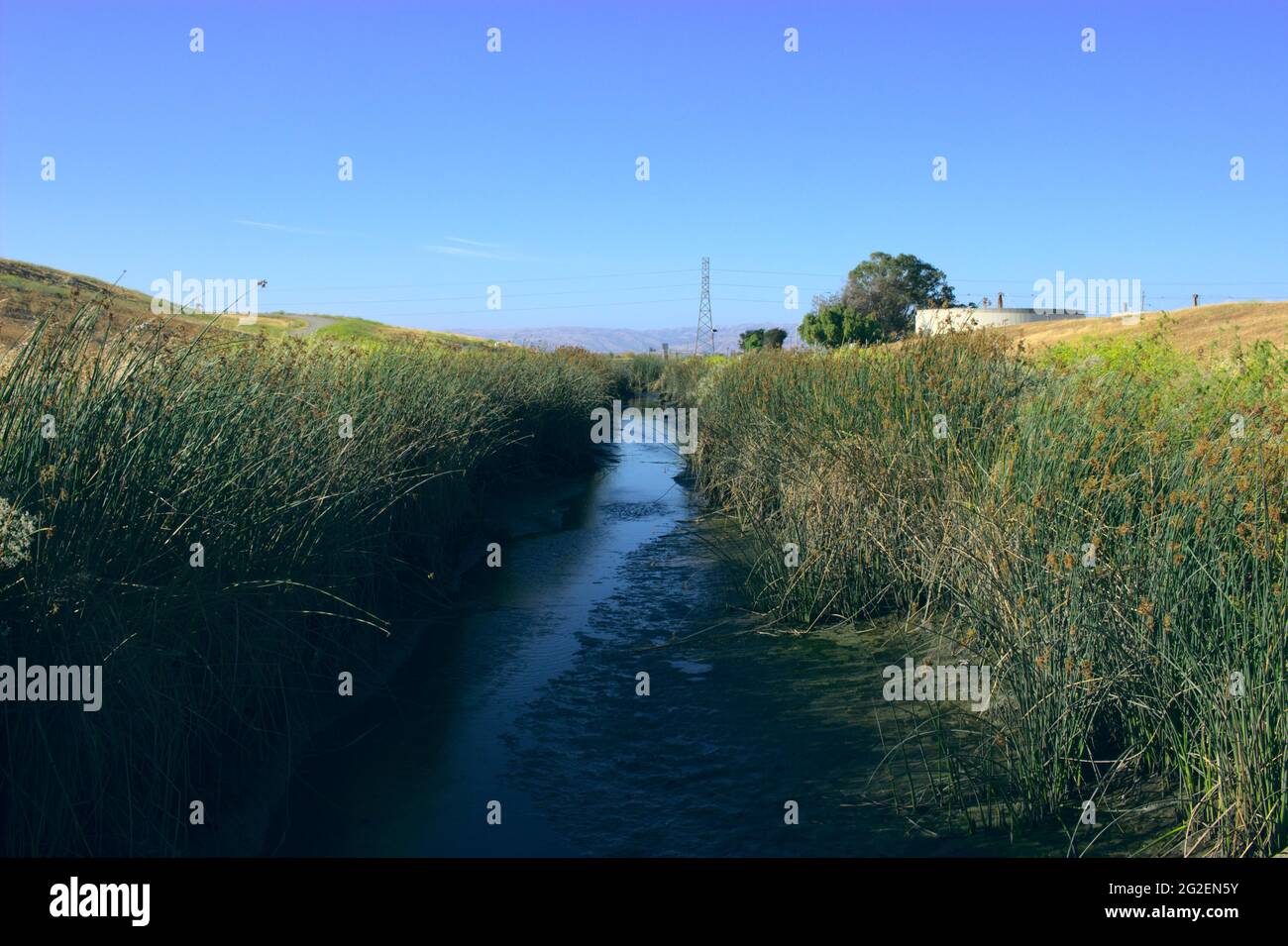 Flora vicino al fiume. Foto Stock