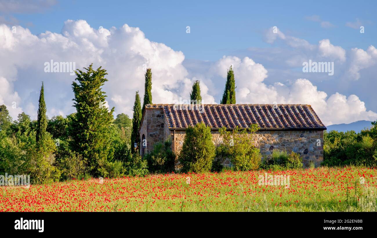 VAL D'ORCIA TOSCANA, ITALIA - MAGGIO 19 : campo di papavero e antico casale in Toscana il 19 maggio 2013 Foto Stock