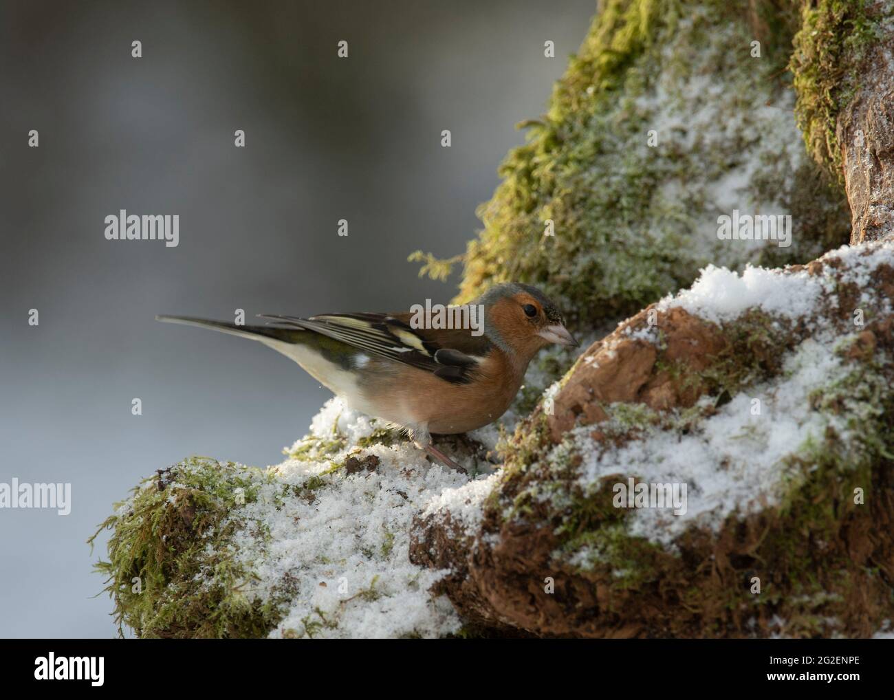 Chaffinch (Fringilla coelebs), maschio seduto su un ceppo di alberi innevati in un giardino rurale, Dumfries, Scozia del sud-ovest Foto Stock