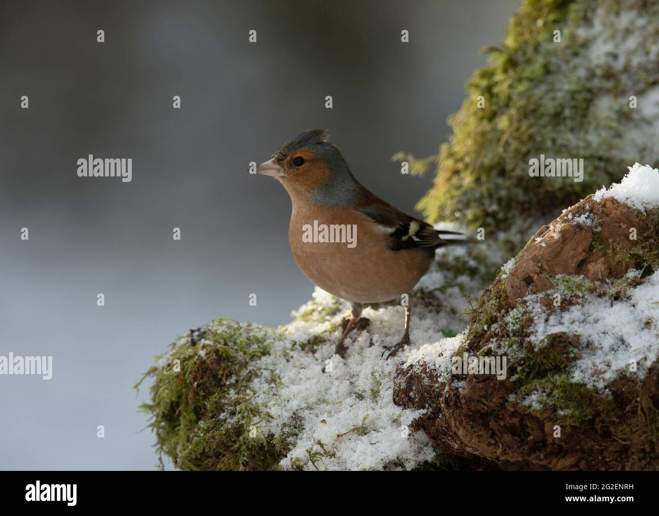 Chaffinch (Fringilla coelebs), maschio seduto su un ceppo di alberi innevati in un giardino rurale, Dumfries, Scozia del sud-ovest Foto Stock