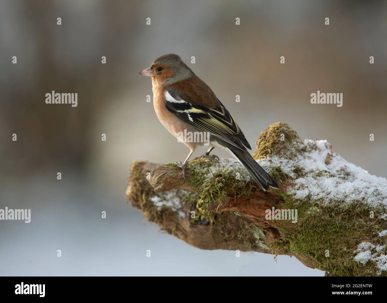 Chaffinch (Fringilla coelebs), maschio seduto su un ceppo di alberi innevati in un giardino rurale, Dumfries, Scozia del sud-ovest Foto Stock