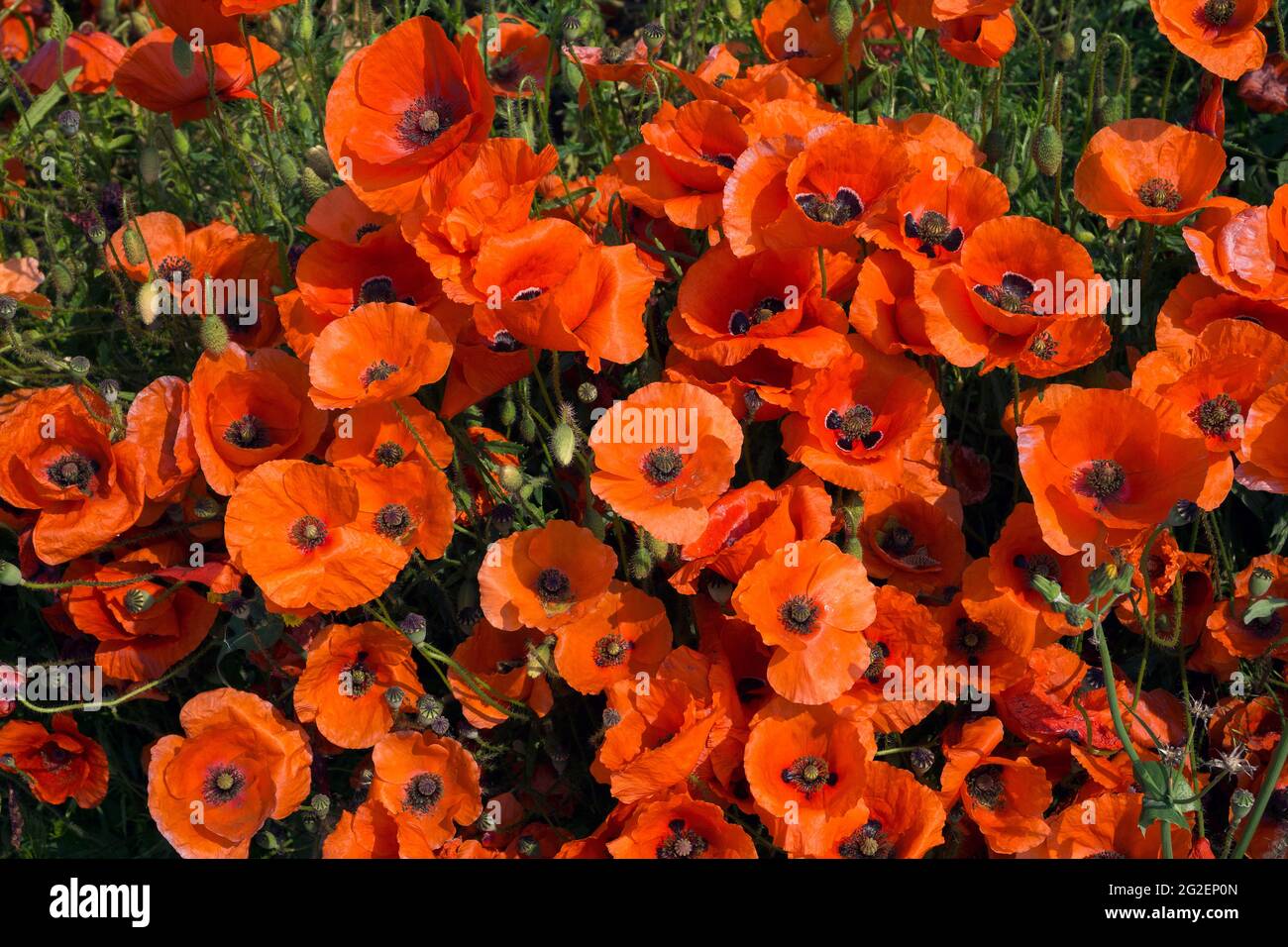 Papavero di campo, papavero di mais (Papaver rhoeas), Renania-Palatinato, Germania, Europa Foto Stock