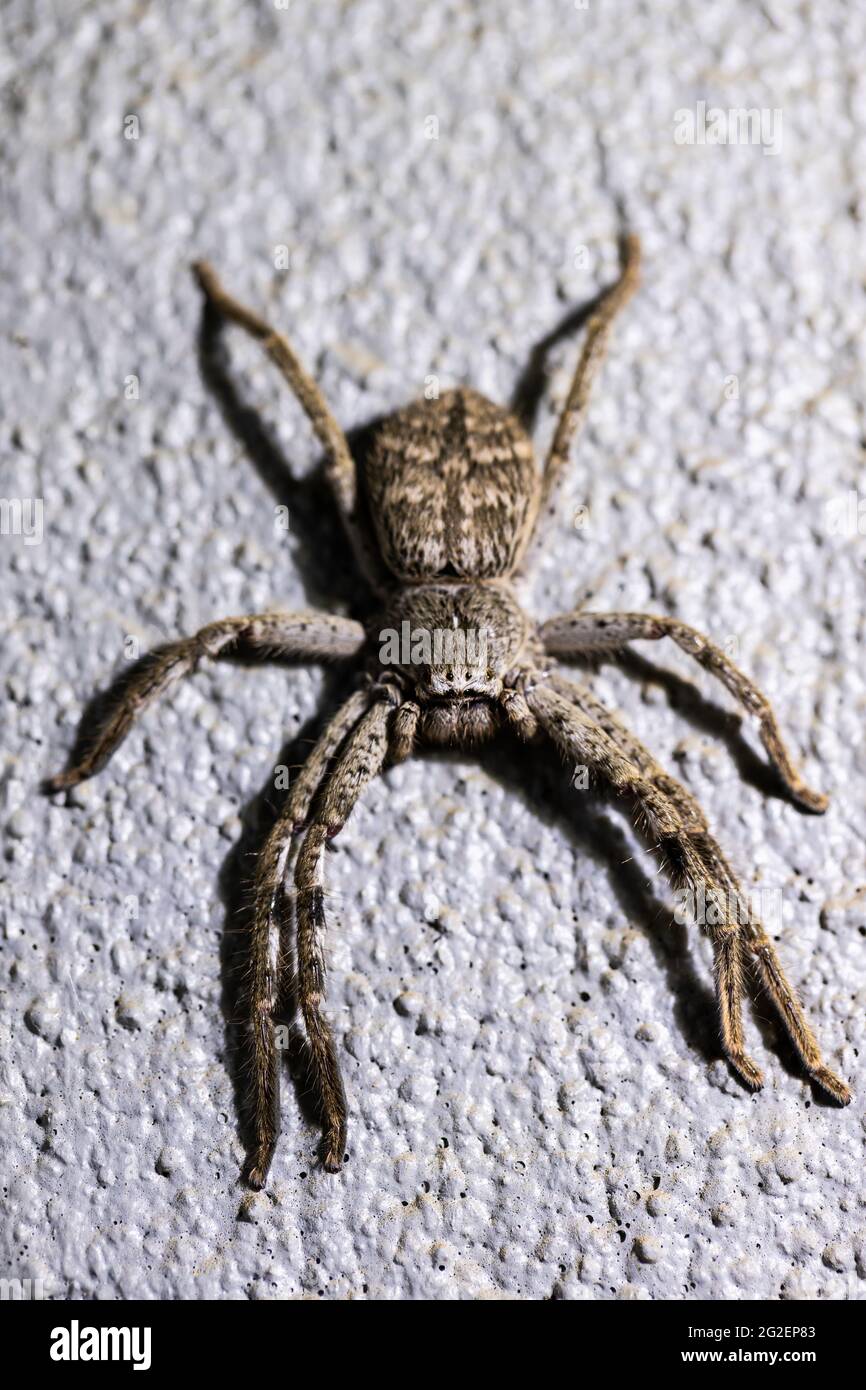 Un cacciatore australiano ragno sparassidae eteropodidae un grande ragno a gamba lunga che poggia su una superficie Foto Stock