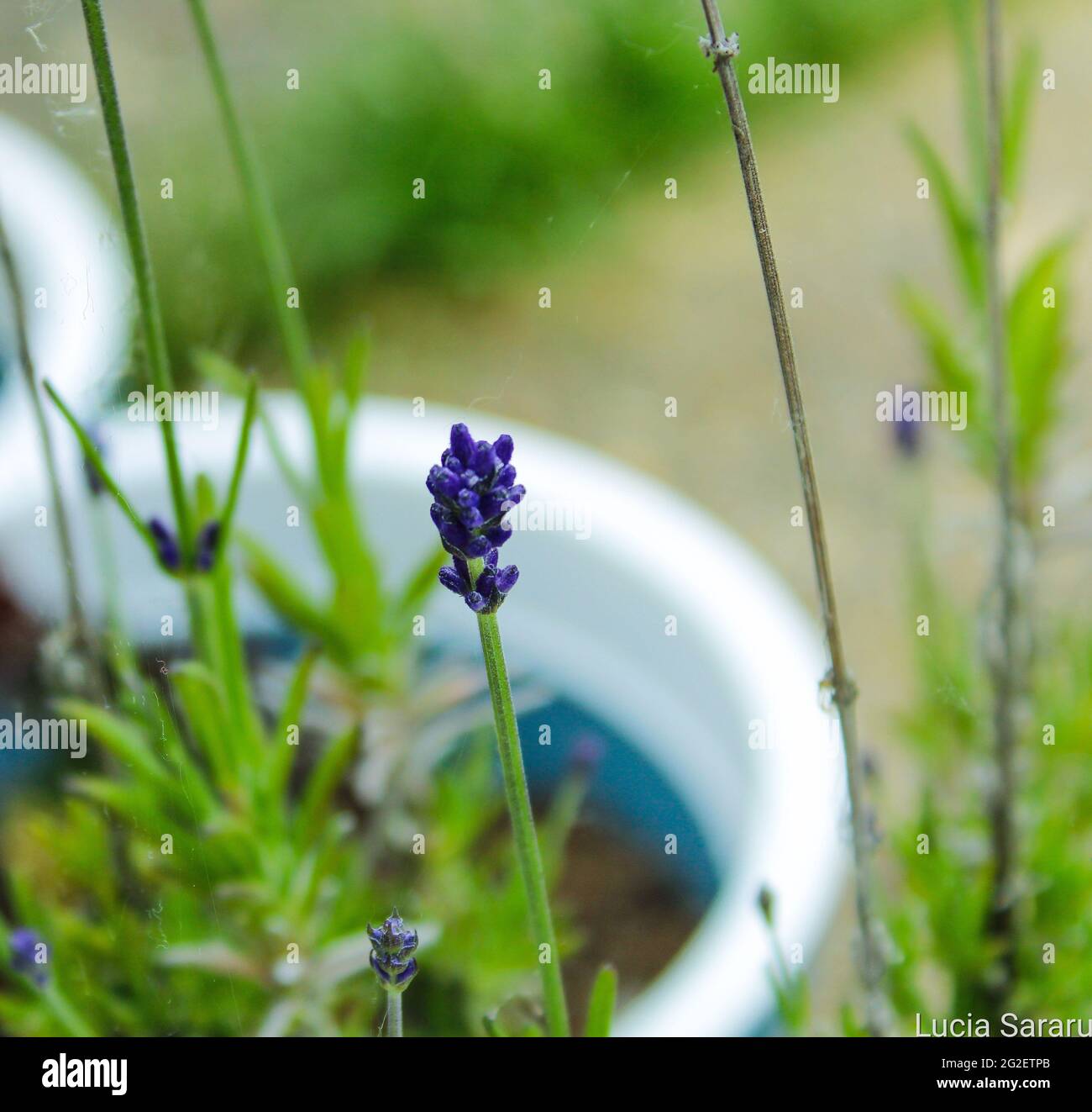 giardino, pentole e recinzioni piante e sempreverdi piante Foto Stock