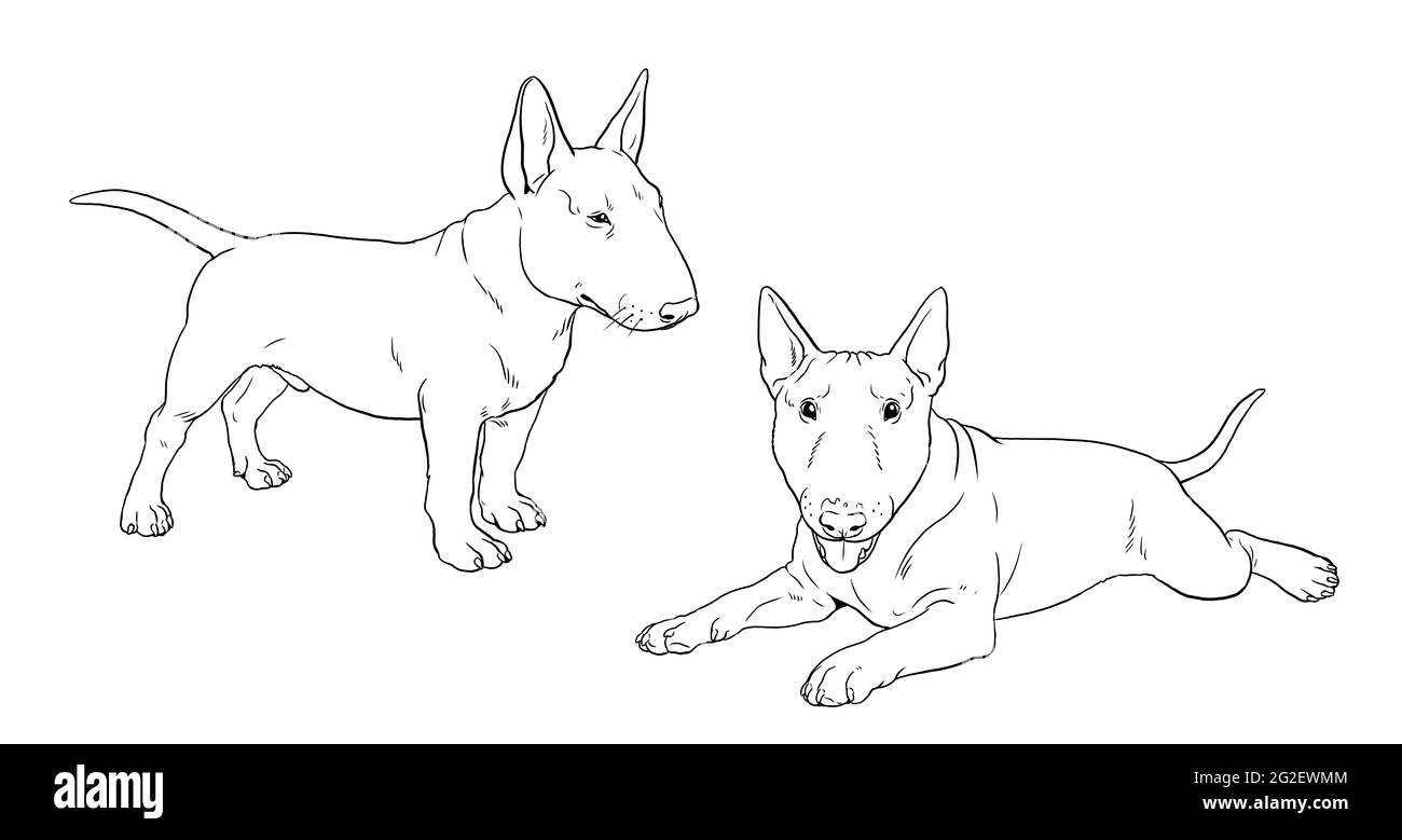 Bull Terrier cucciolo. Simpatici cuccioli di cani. Modello di colorazione. Illustrazione digitale. Foto Stock