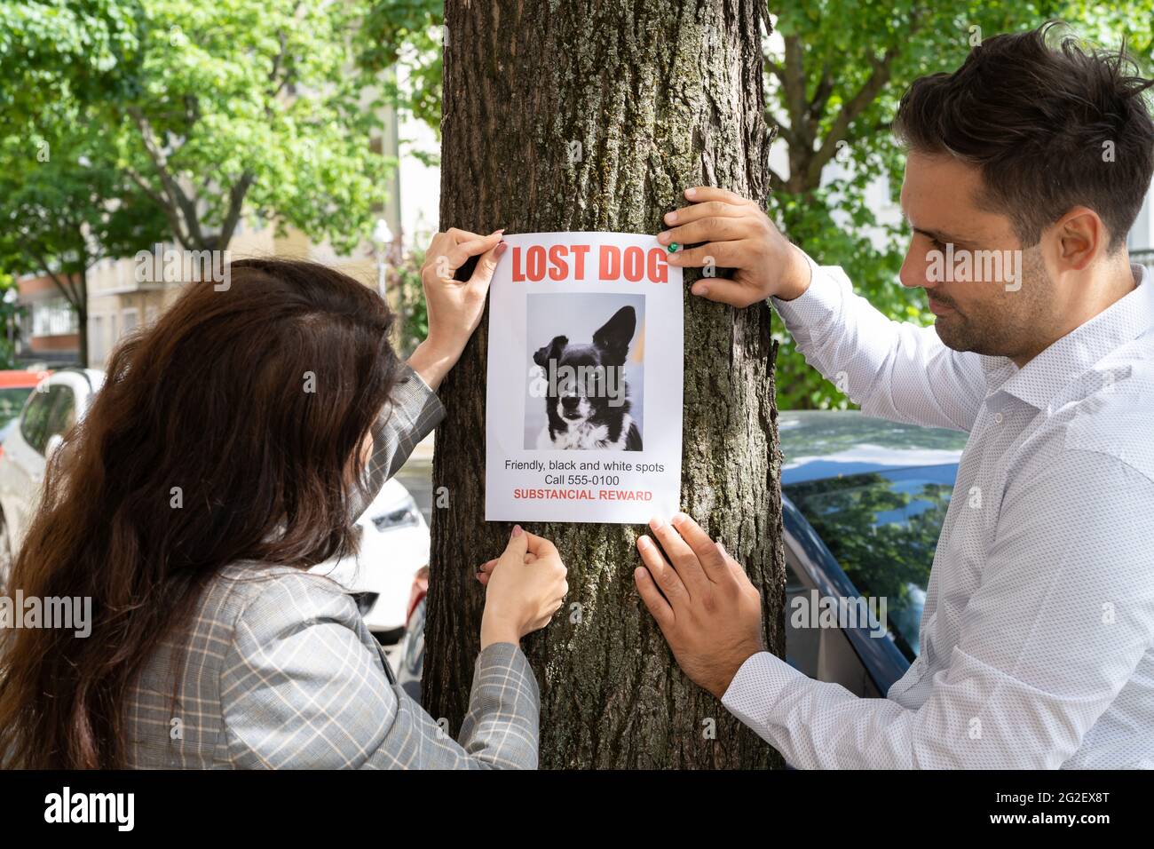 Poster del cane perso. Carta per annunci Puppy PET mancante Foto Stock