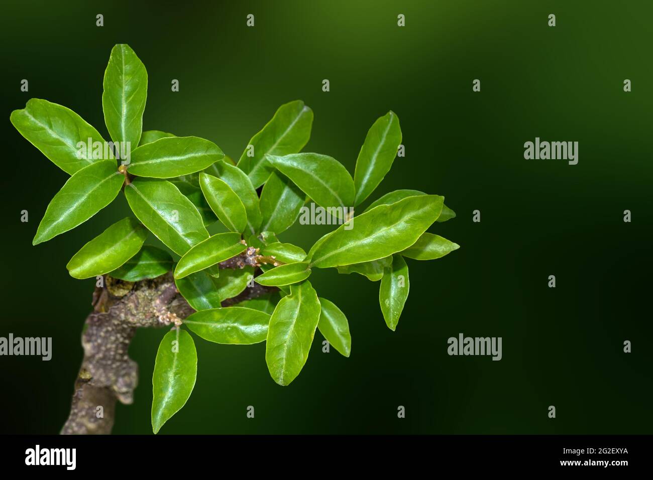 Bonsai pianta di bougainvillea, foglie esotiche verdi lucide. Foto Stock