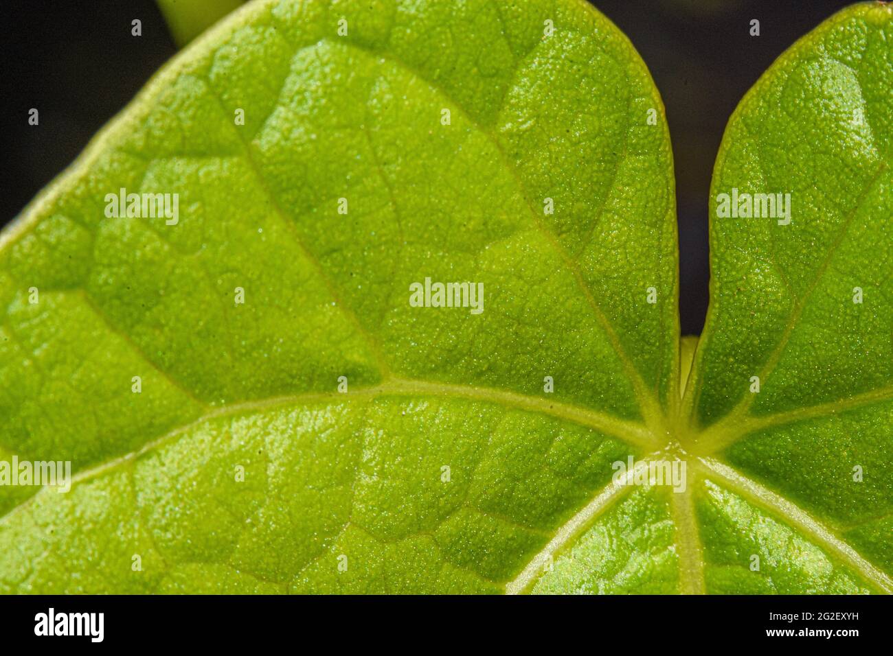 Foglia verde con venature visibili, pattern e texture definita. Foto Stock