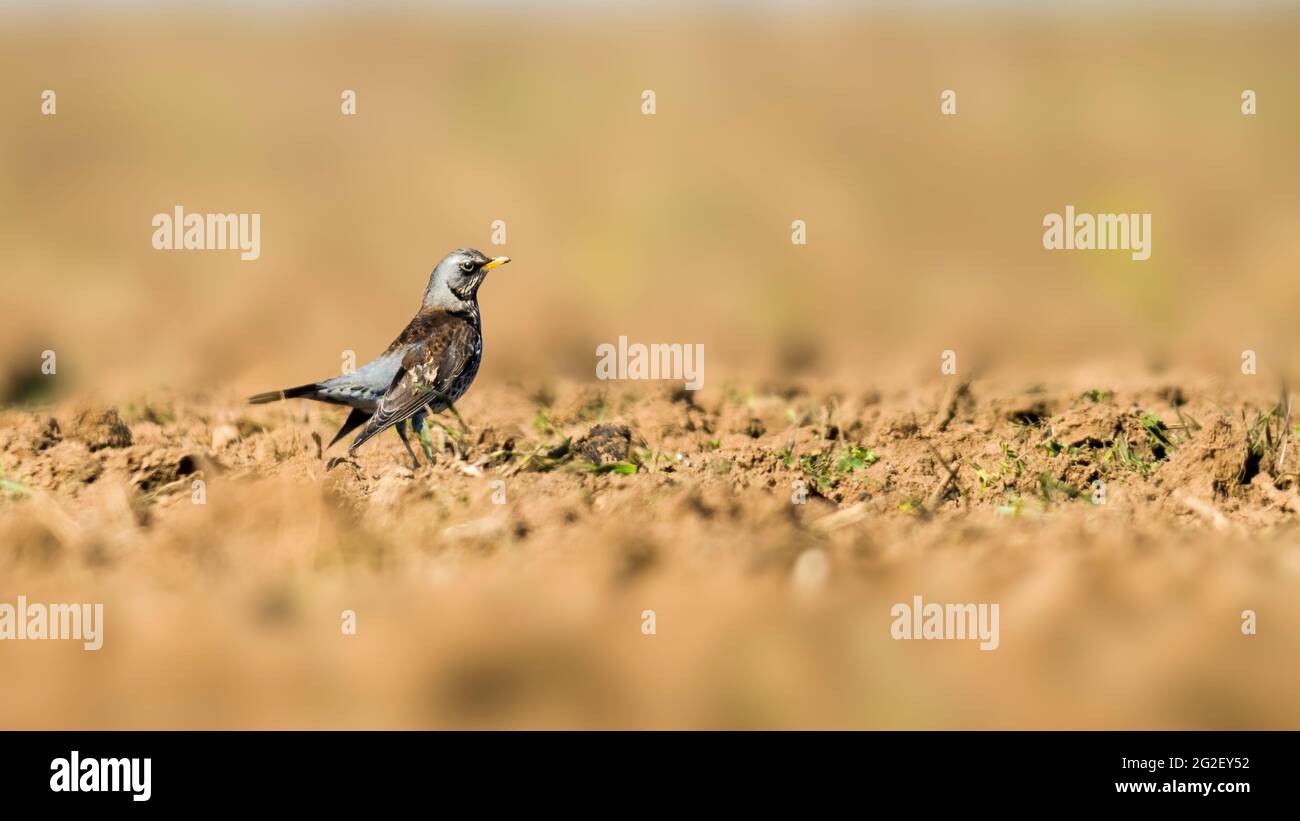 Un Fieldfare osserva la natura e tiene d'occhio il cibo Foto Stock