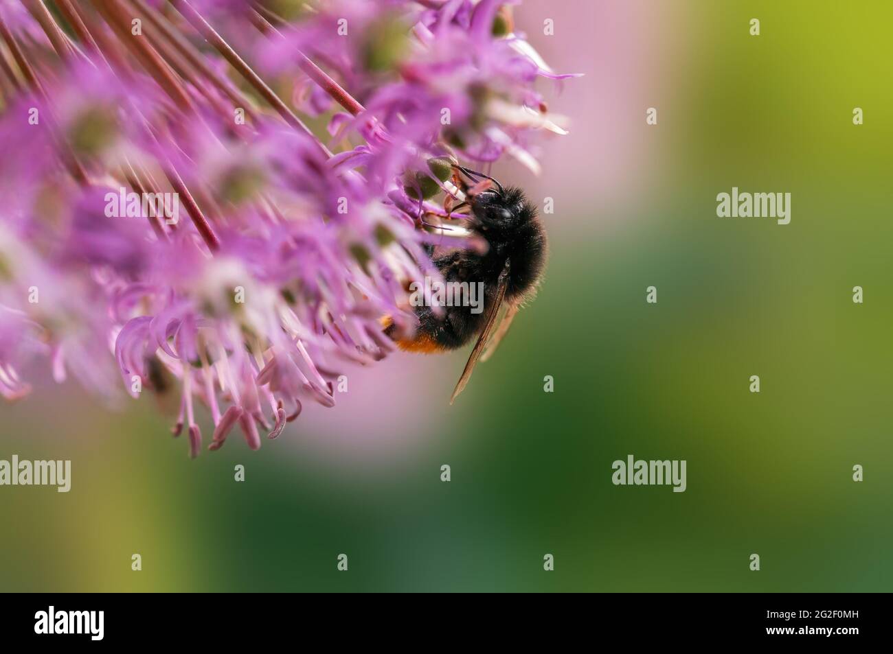 un'ape che raccoglie il polline da una pianta stagionale Foto Stock