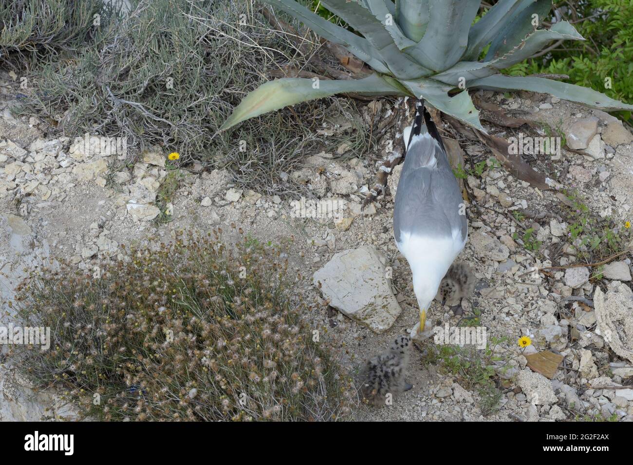 Madre di un gabbiano del bambino offre la sua parte del calamaro che ha interferito per alimentarla. Foto Stock