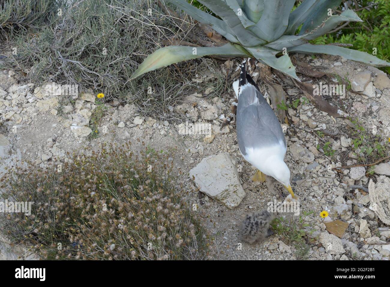 Madre di un gabbiano del bambino offre la sua parte del calamaro che ha interferito per alimentarla. Foto Stock