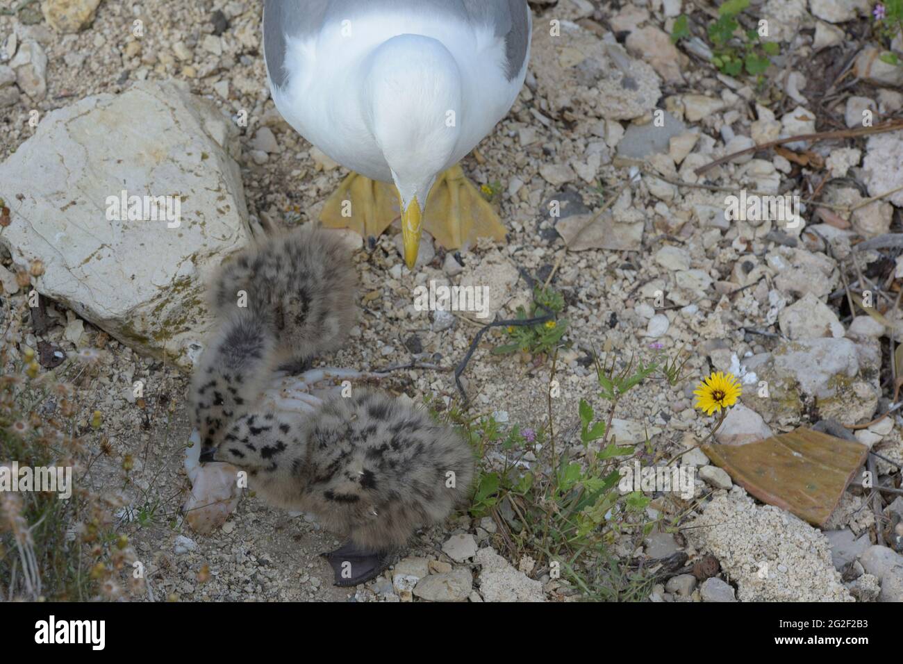 Due cuccioli combattono sul cibo portato loro dalla madre. Foto Stock