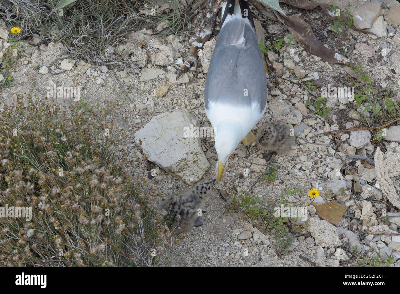 Madre di un gabbiano del bambino offre la sua parte del calamaro che ha interferito per alimentarla. Foto Stock