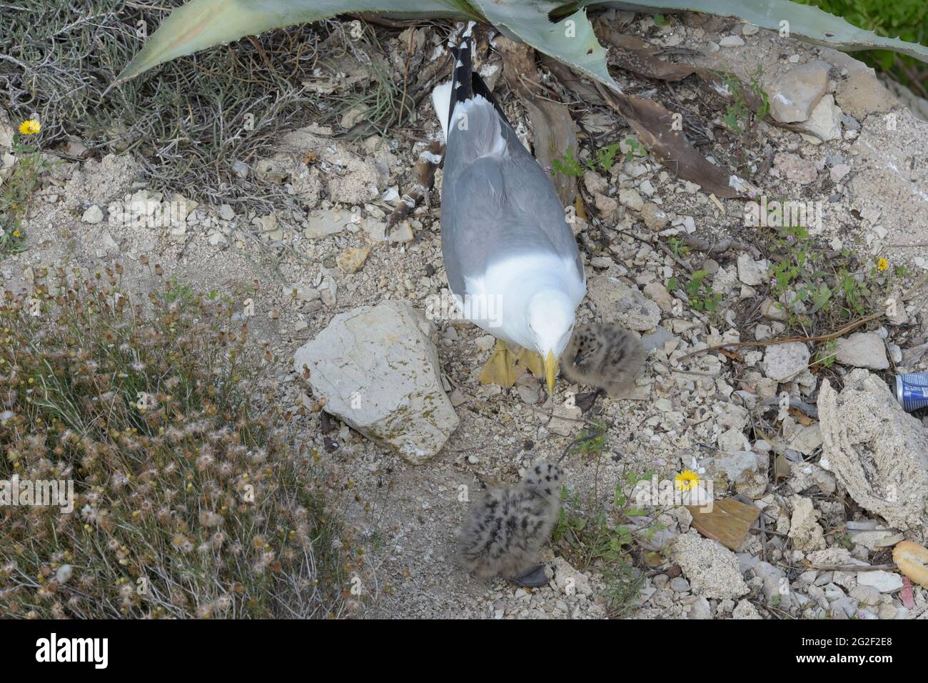 Madre di un gabbiano del bambino offre la sua parte del calamaro che ha interferito per alimentarla. Foto Stock