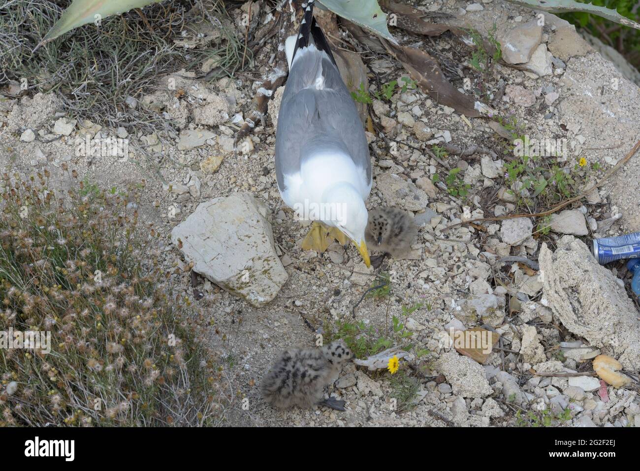 Madre di un gabbiano del bambino offre la sua parte del calamaro che ha interferito per alimentarla. Foto Stock