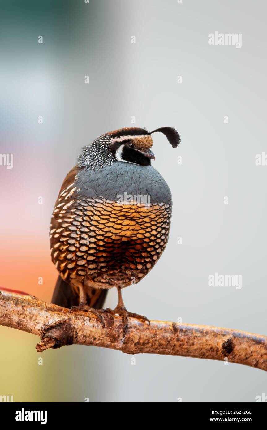 un uccello osserva la natura e cerca cibo Foto Stock