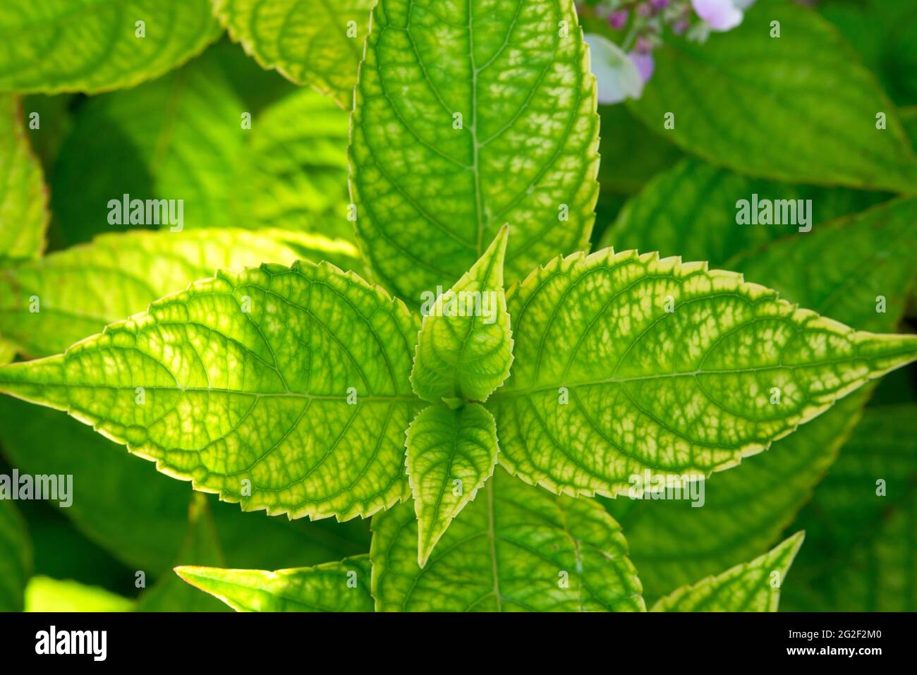 Foglie, Hydrangea macrophylla Foto Stock