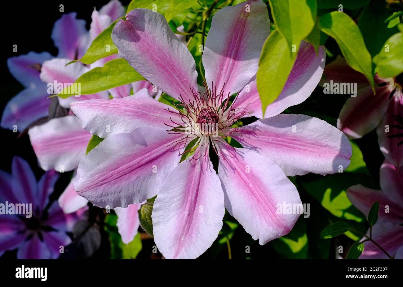 primo piano di fiori rosa e bianco clematis in giardino inglese, norfolk, inghilterra Foto Stock