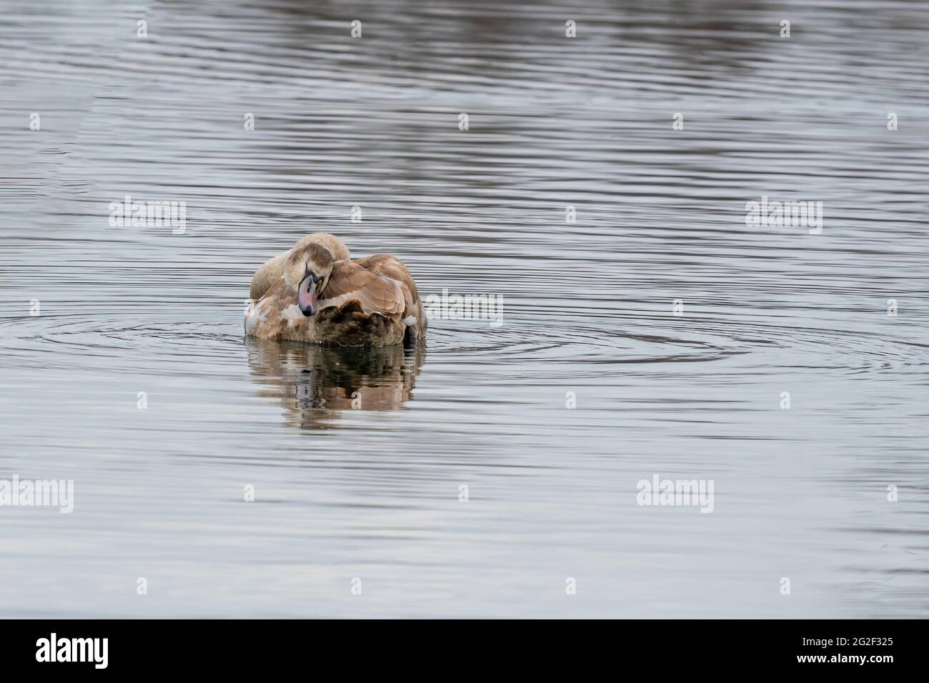 un bel cigno bruno giovane nuota su uno stagno Foto Stock