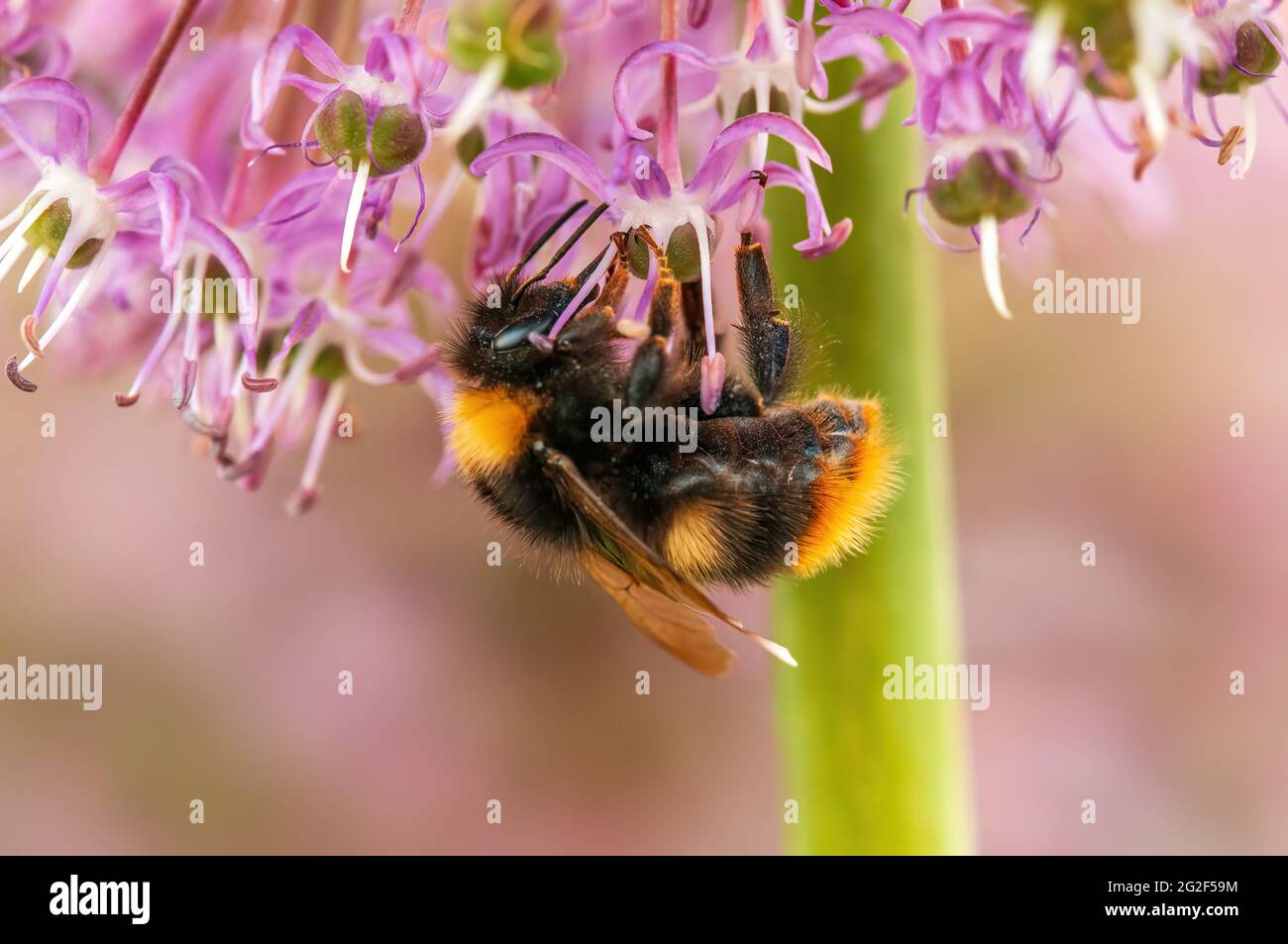 un'ape che raccoglie il polline da una pianta stagionale Foto Stock