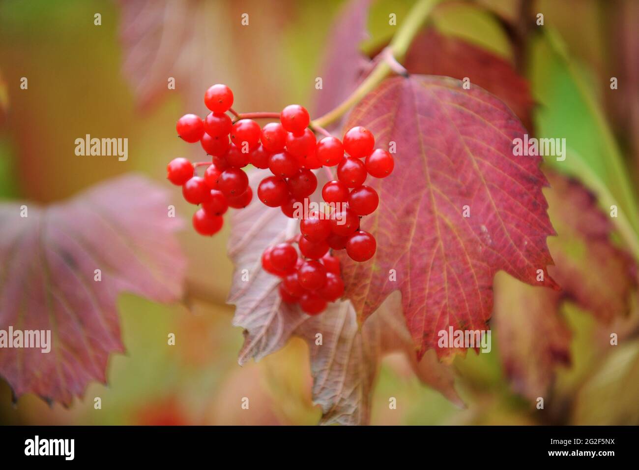 Viburnum opulus (Viburno Rose, acqua sambuco, Cranberrybush europea, crampi corteccia, Snowball Tree Foto Stock