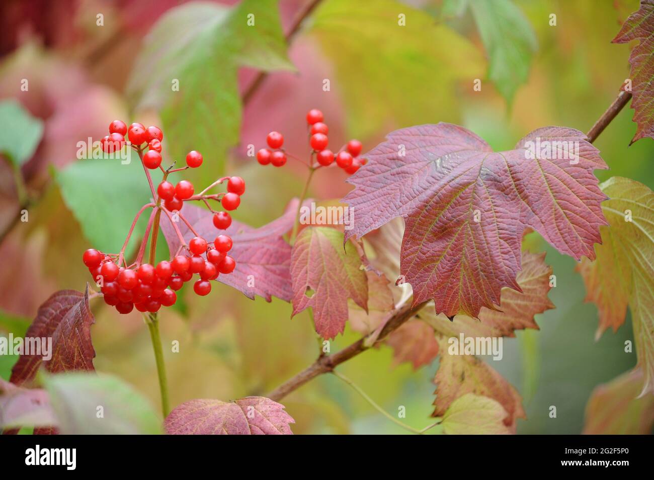 Viburnum opulus (Viburno Rose, acqua sambuco, Cranberrybush europea, crampi corteccia, Snowball Tree Foto Stock