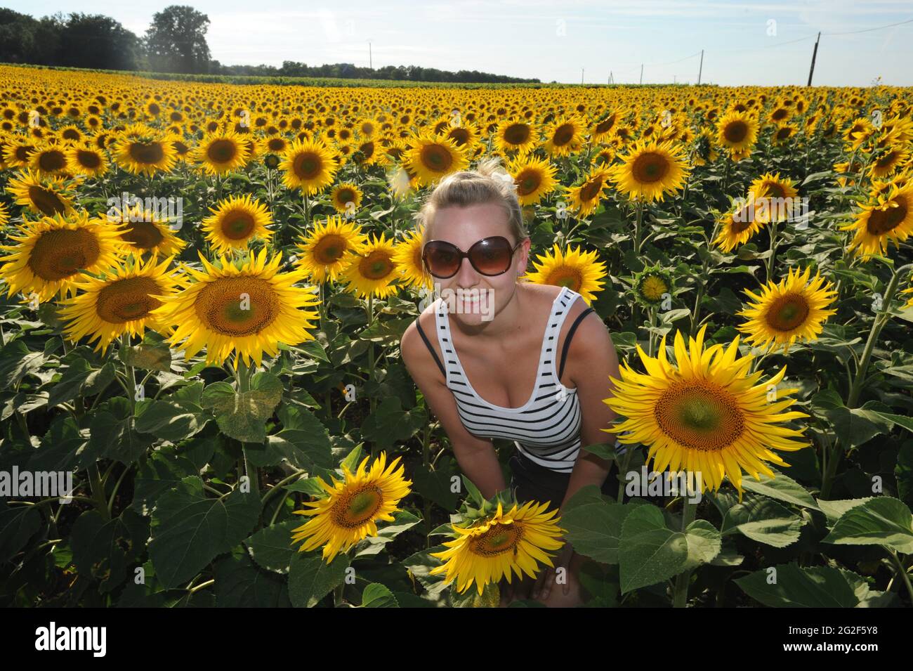 Bella ragazza tra il campo di girasoli in Francia Europa girasoli campo sole fiori fattoria agricola coltivazione agricola francese Foto Stock