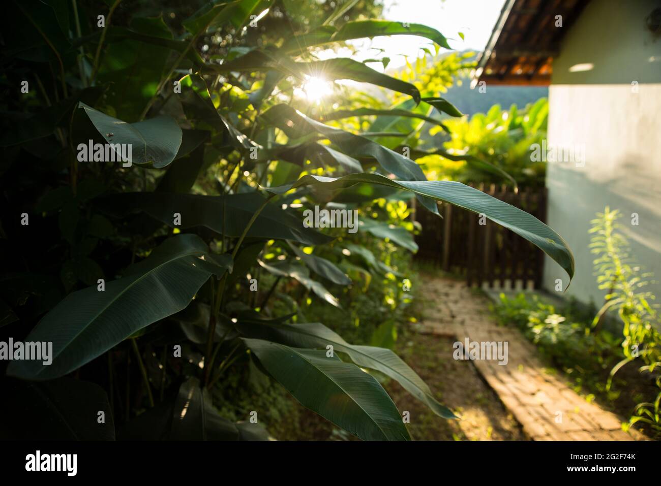 Banana albero, tramonto, su un'isola brasiliana. Foto Stock