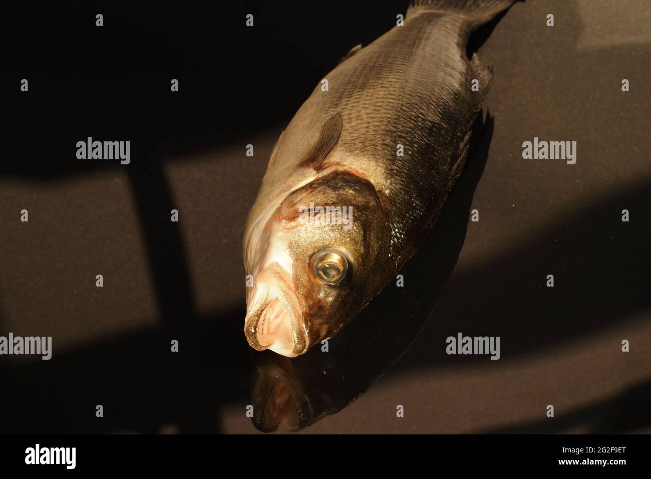 Pesce persico di mare fresco da vicino, isolato, primo piano. Foto Stock