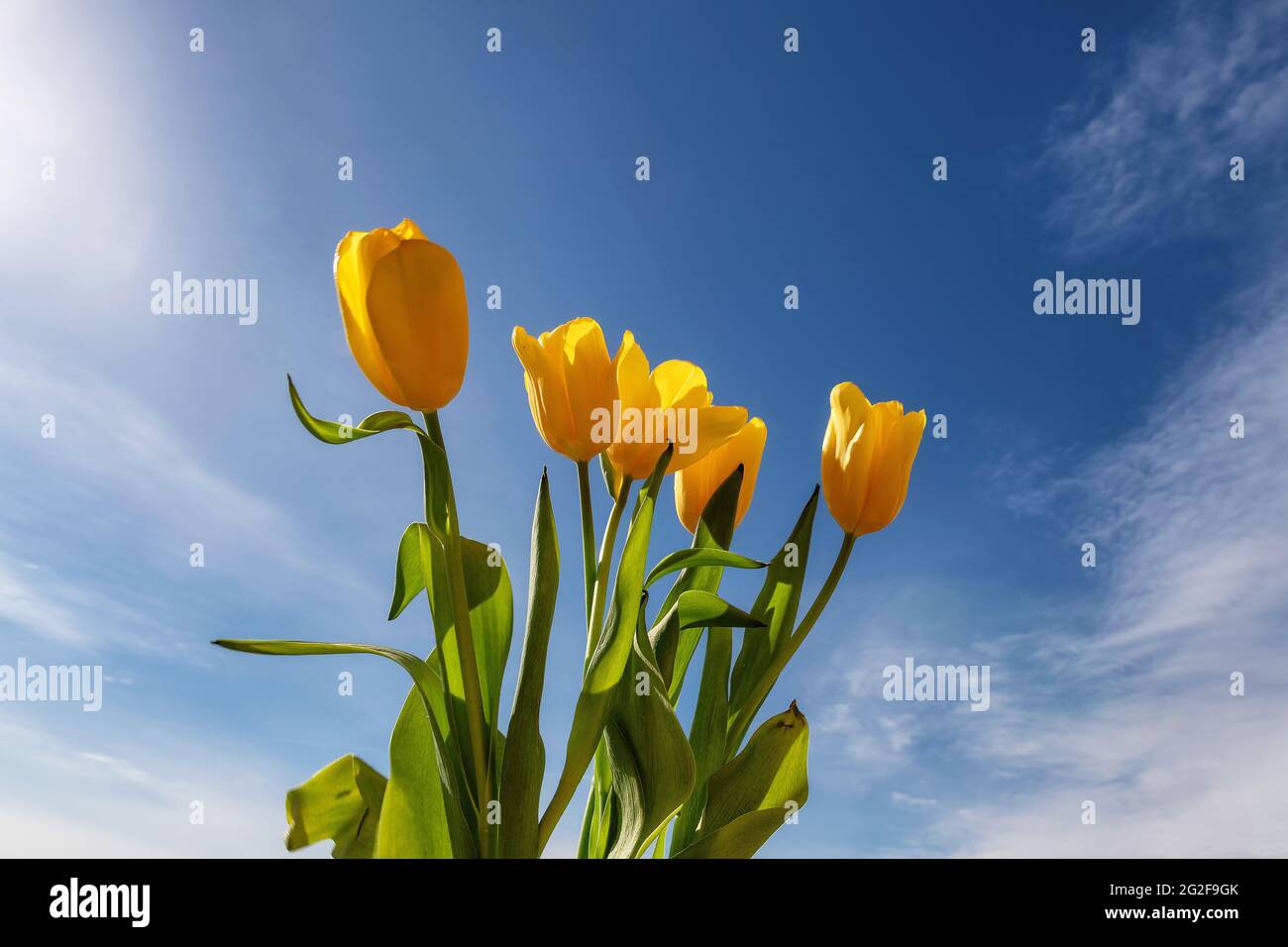 Un bouquet di tulipani primaverili alla luce del sole che tramonta. Foto Stock