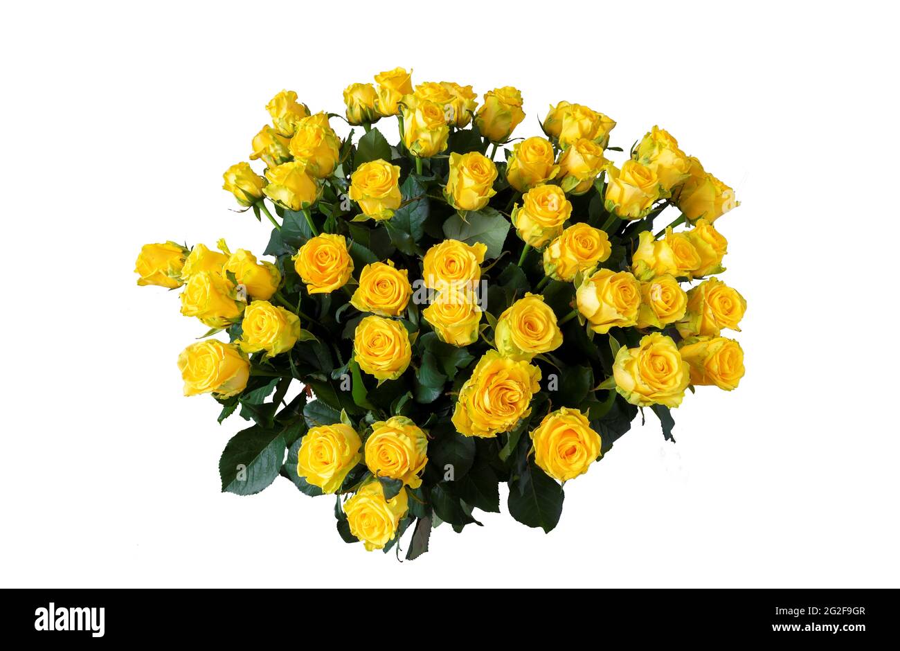 Bouquet di rose gialle, fiori isolati su sfondo bianco Foto Stock