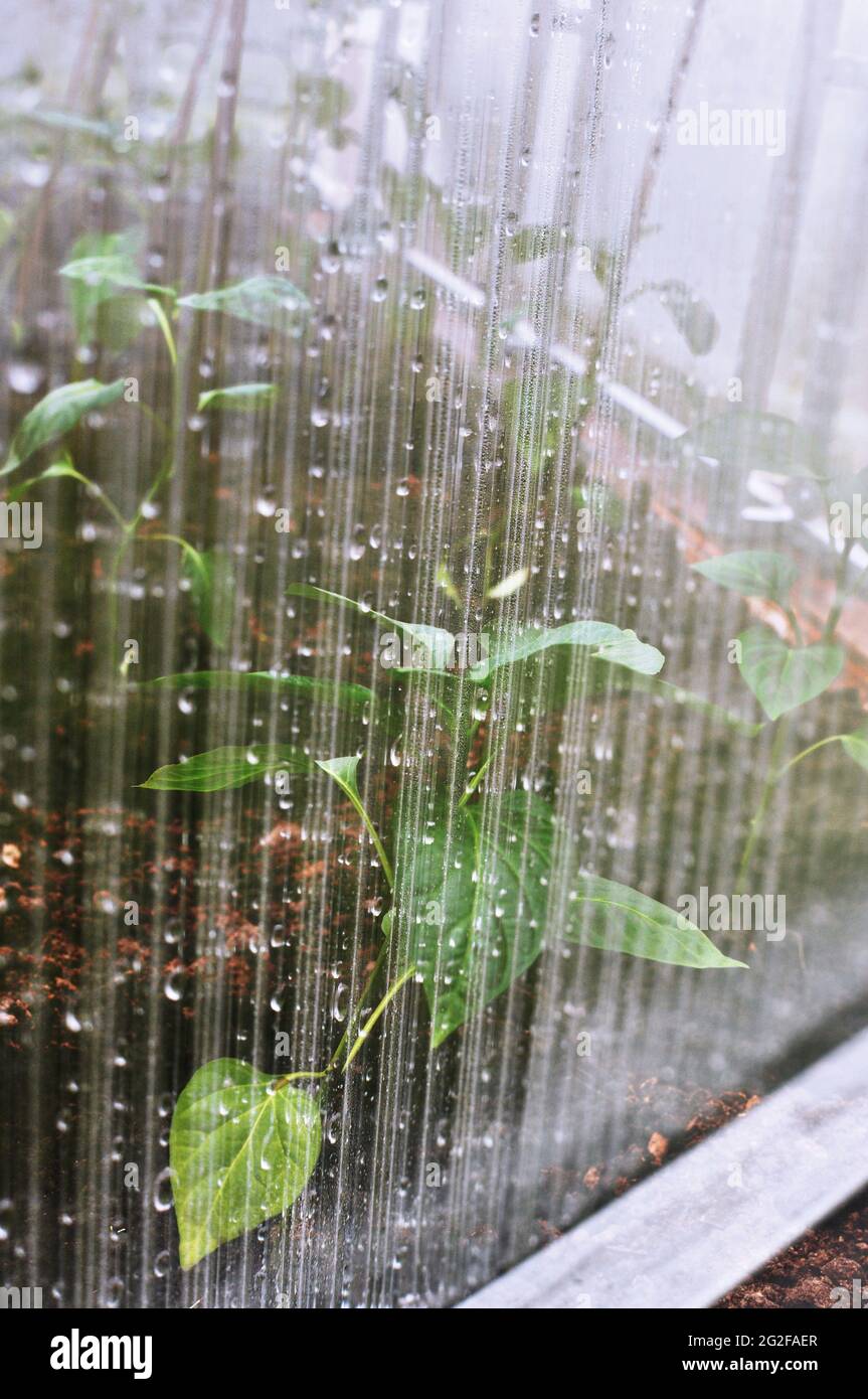 foglie di piante viventi brillano attraverso un foglio umido di policarbonato di serra Foto Stock