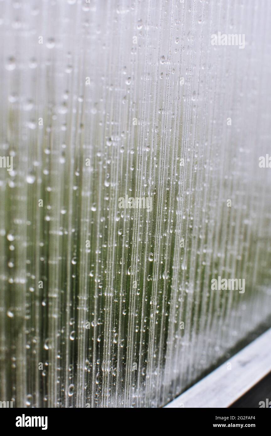 foglie di piante viventi brillano attraverso un foglio umido di policarbonato di serra Foto Stock
