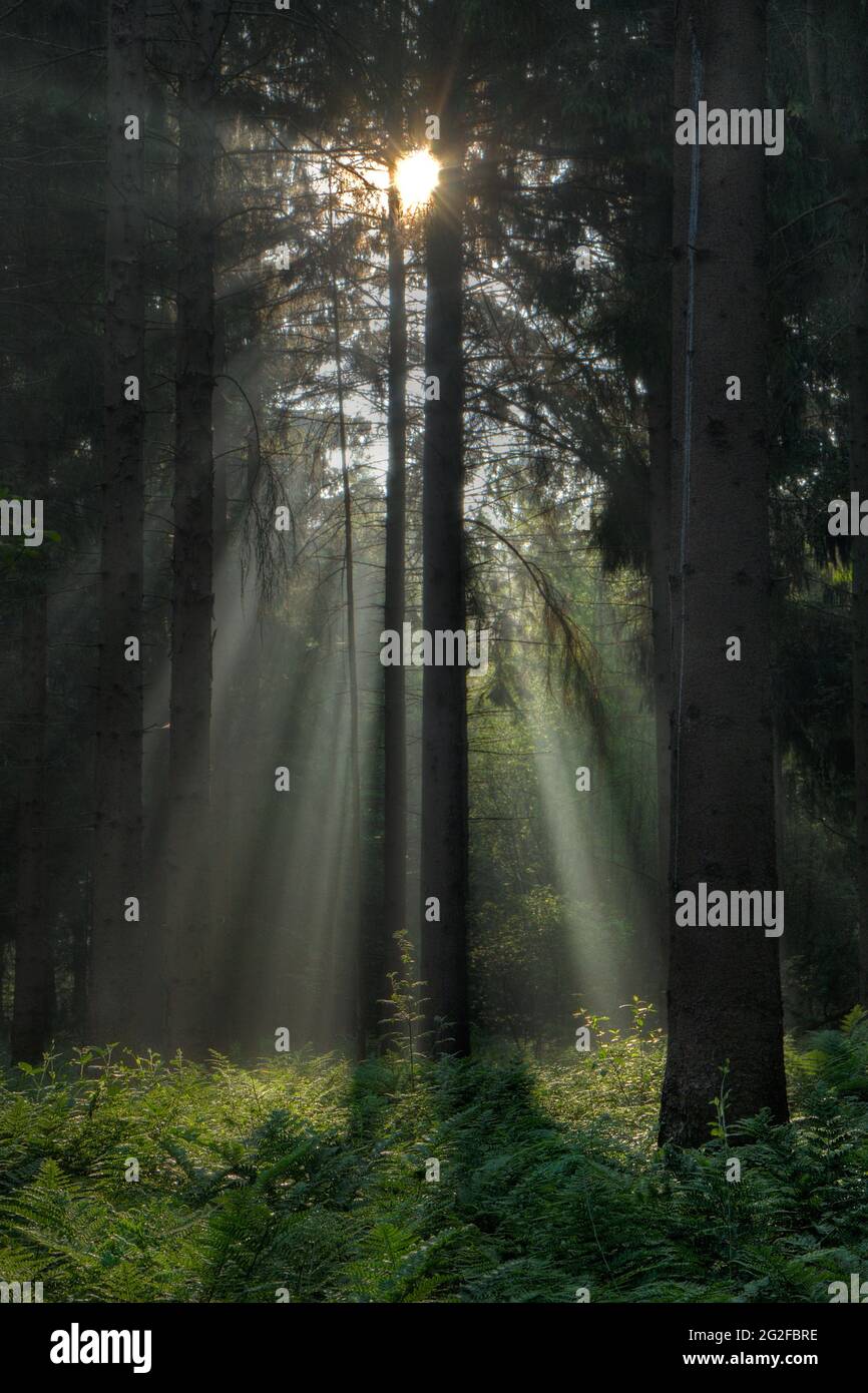 I raggi solari in una foresta di pini scuri illuminano i punti sulle felci che coprono il terreno Foto Stock
