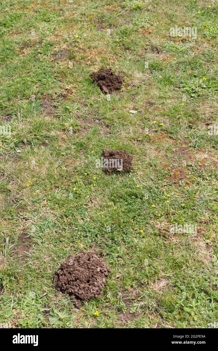 MoleHills su un prato domestico Foto Stock