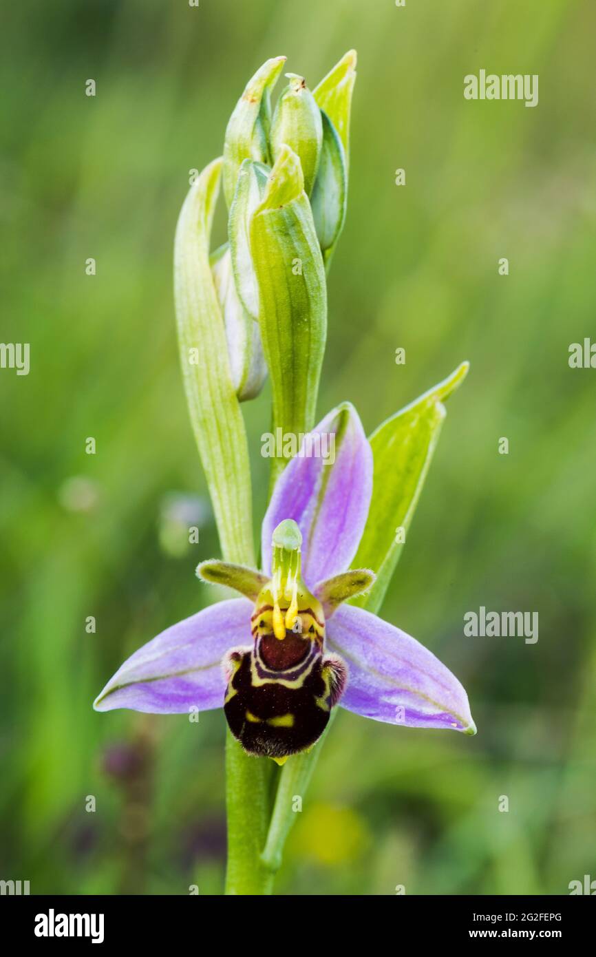 Orchidea di ape Foto Stock
