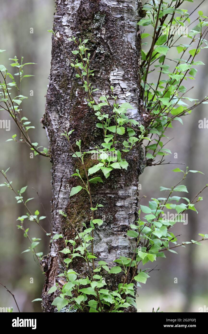 Silver Birch Tree (Betula pendula) con crescita delle foglie primaverili, Regno Unito Foto Stock