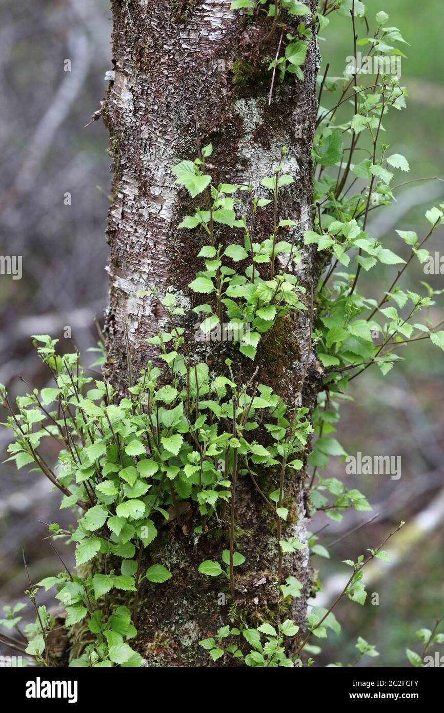 Silver Birch Tree (Betula pendula) con crescita delle foglie primaverili, Regno Unito Foto Stock