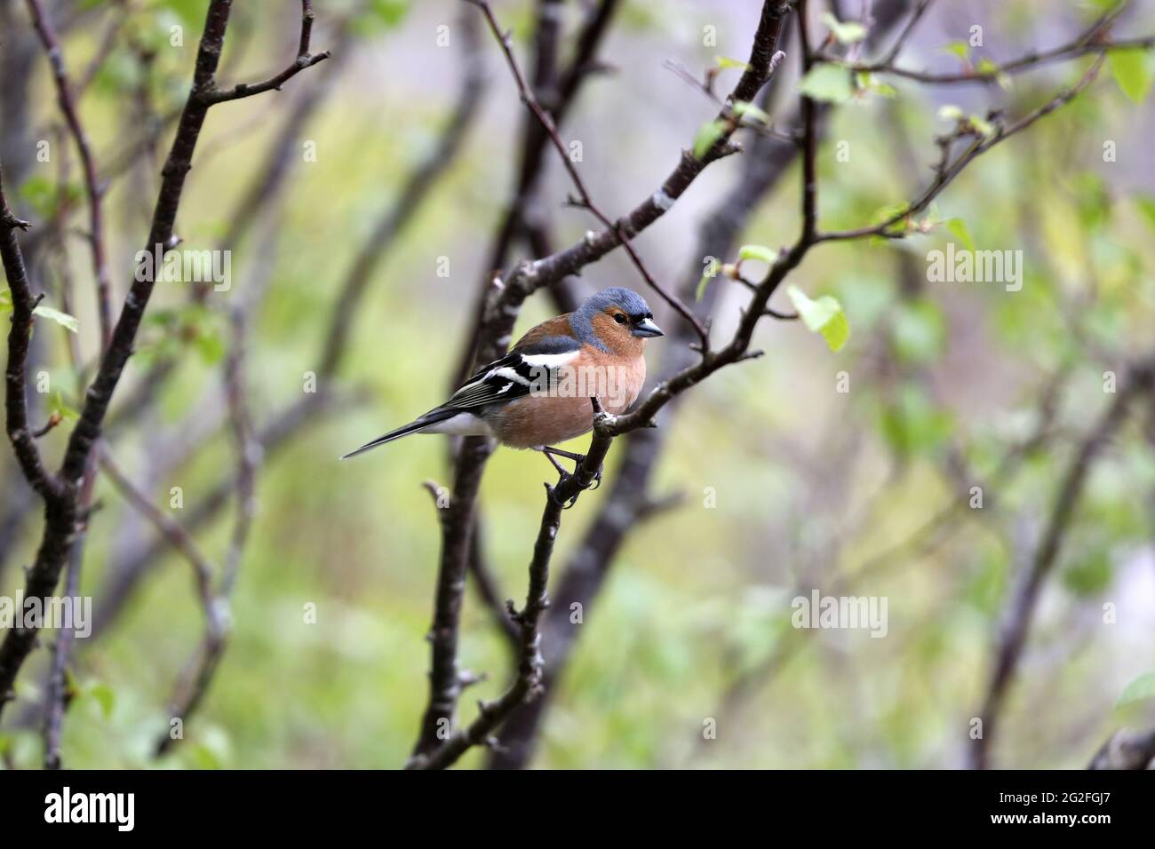 Chaffinch maschio (Fringilla Coalebs) in un ambiente di Woodland, Regno Unito Foto Stock Chaffinch maschio (Fringilla Coalebs) in un ambiente di Woodland, Regno Unito Foto Stock