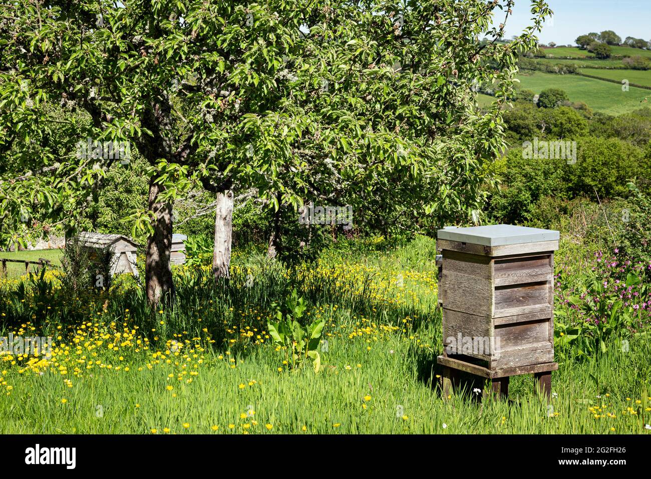 Un alveare è una struttura racchiusa in cui alcune specie di api mellifere del sottogenere API vivono e allevano il loro giovane nido d'api. Prisma esagonale Foto Stock