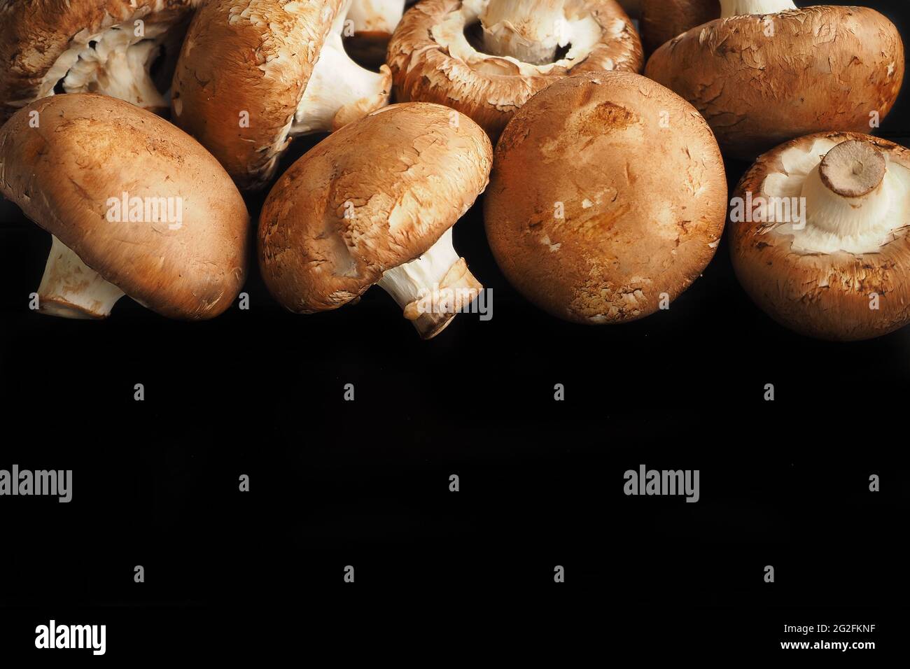 Funghi commestibili, champignons bruno-capped su sfondo nero. Foto Stock
