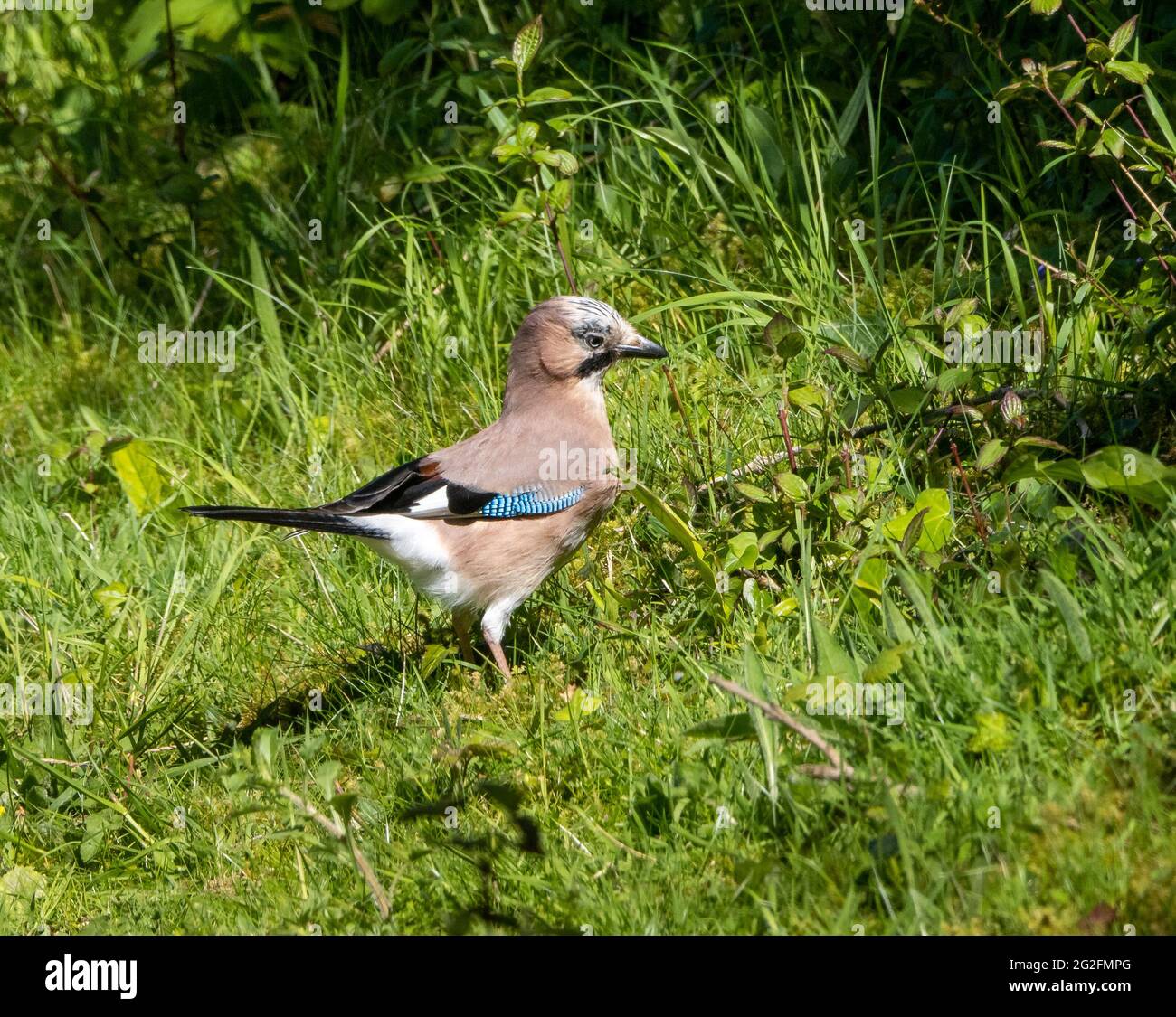 Jay o Eurasian Jay Garrulus glandarius in cerca di cibo sul bordo di un legno inglese Foto Stock
