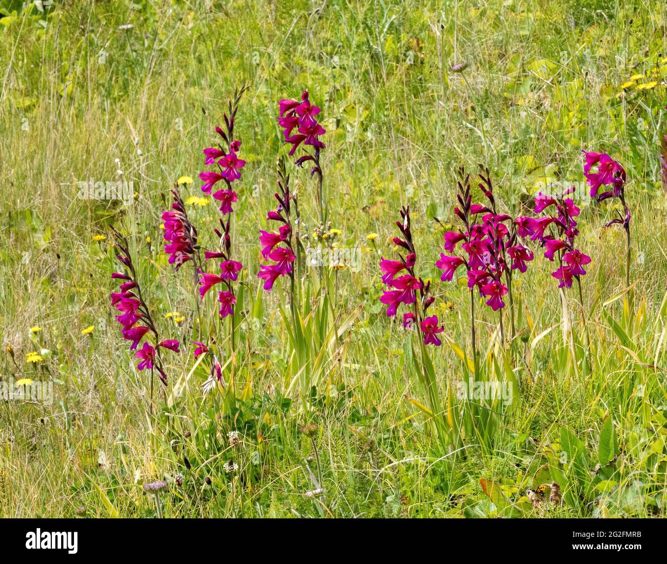 Il Gladiolus G. illyricus selvaggio, originario dell'Europa meridionale, fiorisce in un prato sulla scogliera sulla costa meridionale dell'isola di Wight - Hampshire UK Foto Stock