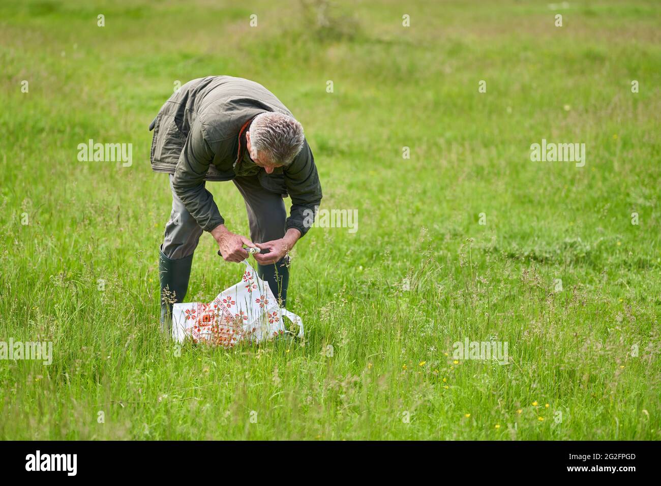 Forester foraging per i funghi parasoli su un campo vicino alla foresta Foto Stock