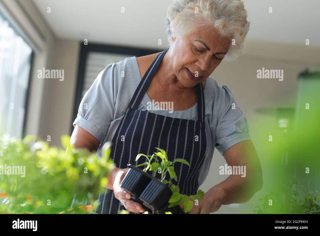 Misto razza donna anziana giardinaggio in soggiorno Foto Stock