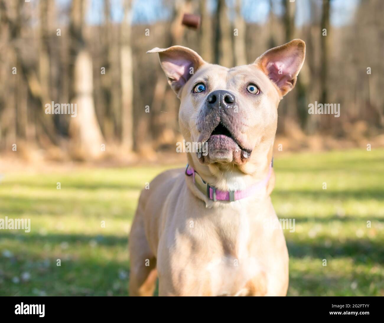 Un pit Bull Terrier colorato cucito razza mista cane circa per prendere un trattamento in aria Foto Stock