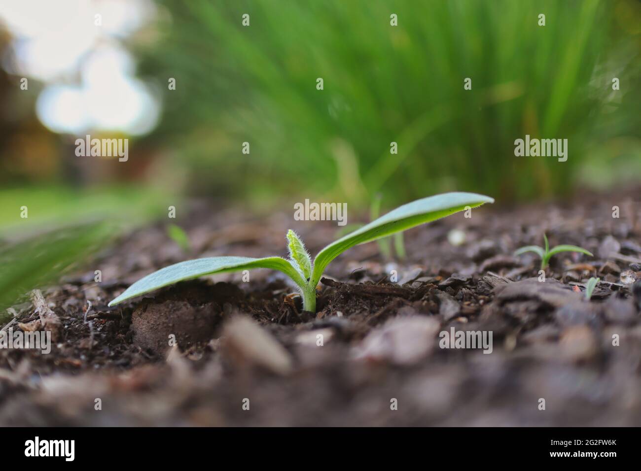 Germoglio di zucca verde che cresce in terreno fertile. Piccolo Seedling di Pepe Cucurbita nel Giardino. Foto Stock