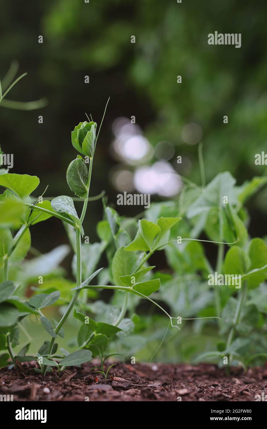 Coltivando piselli verdi in terreno fertile durante la primavera. Germoglio di Pisum sativum nel Giardino. Foto Stock