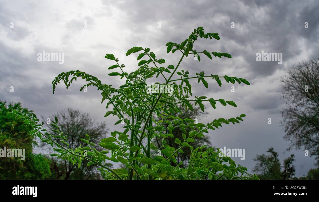 L'albero di rafano fresco o i bastoncini di frutta foglie in primo piano con sfondo sfocato. Le foglie di Moringa hanno molti benefici per la salute umana Foto Stock